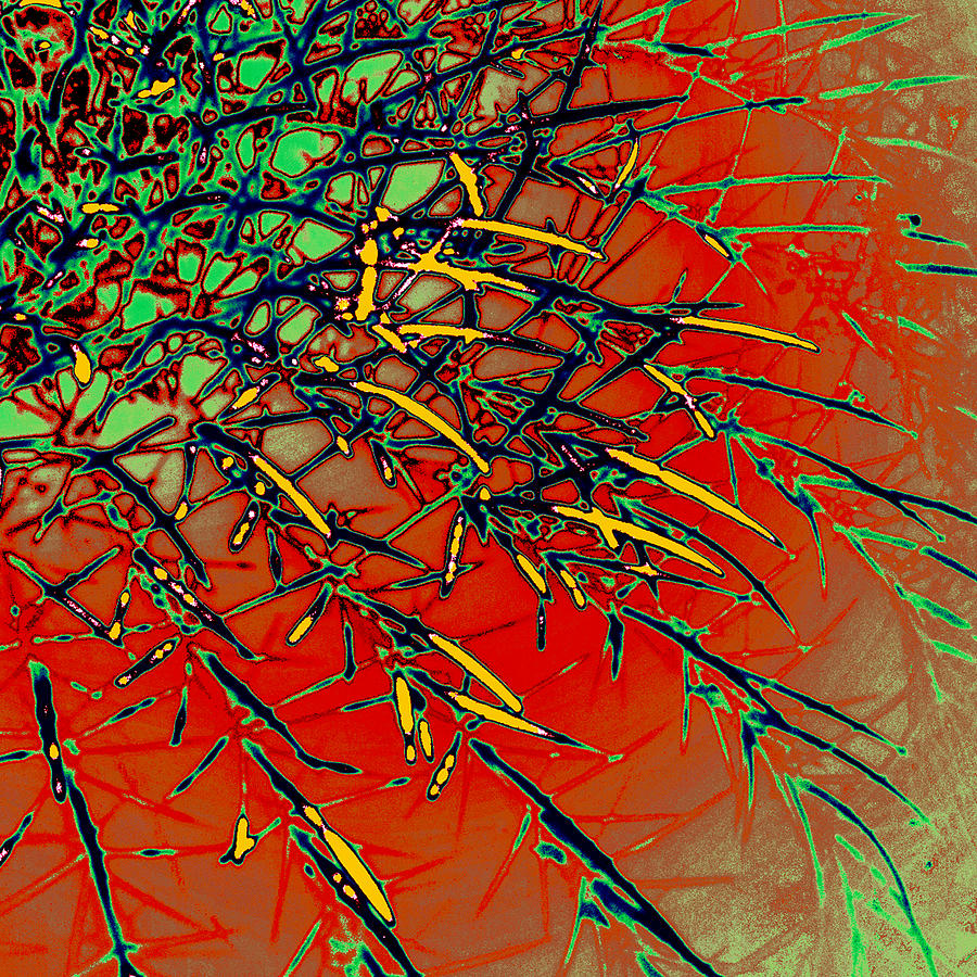 Century Cactus Digital Art - Swirl Barrel Cactus by Joe Hoover