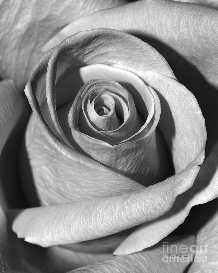 Swirl Black and White Photograph by Diane E Berry