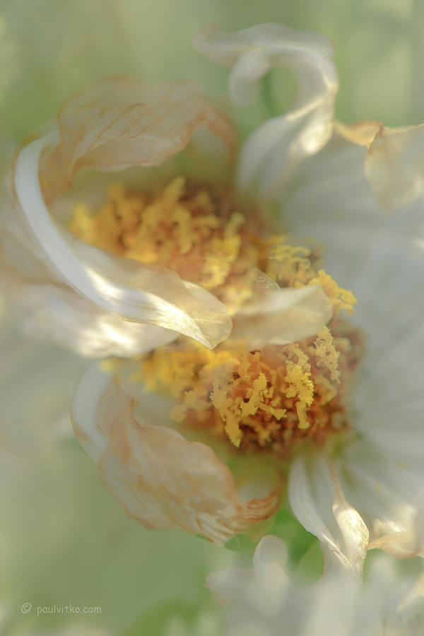 Flower Swirl.... Photograph by Paul Vitko
