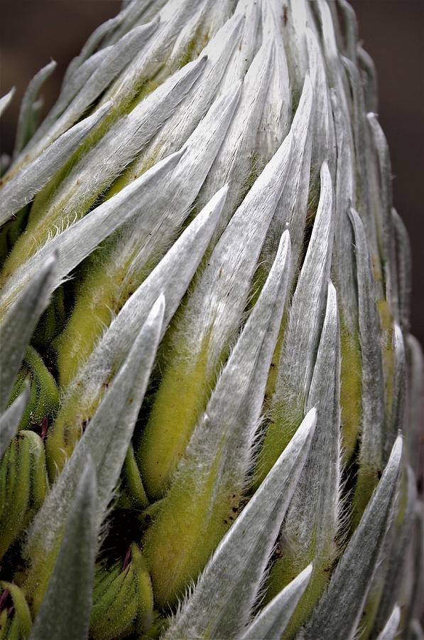 Swirl of the Silversword Photograph by Heidi Fickinger