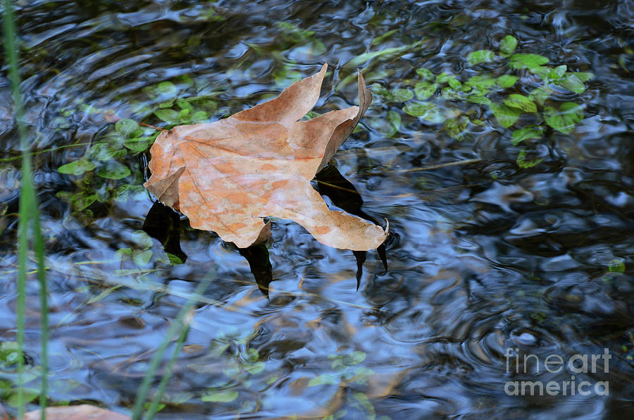 Nature Photograph - Swirl Reflection by Debby Pueschel