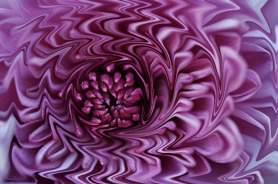 Purple Mum Abstract Photograph by Glenn Gordon