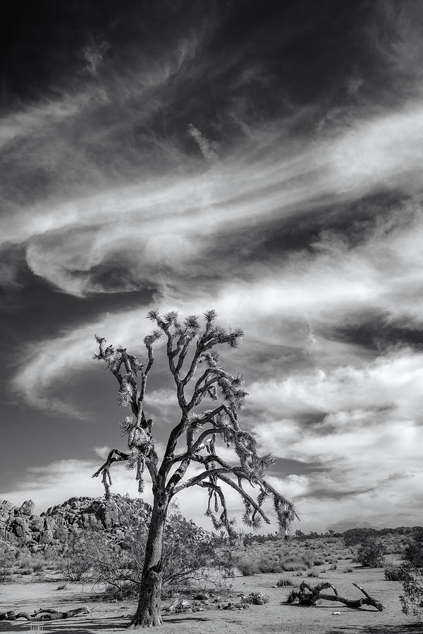 Swirling Clouds in Joshua Tree Photograph by Joseph Smith