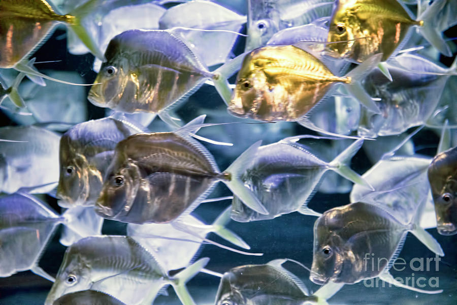 Swirling Fish Tank Aquarium  Photograph by Chuck Kuhn