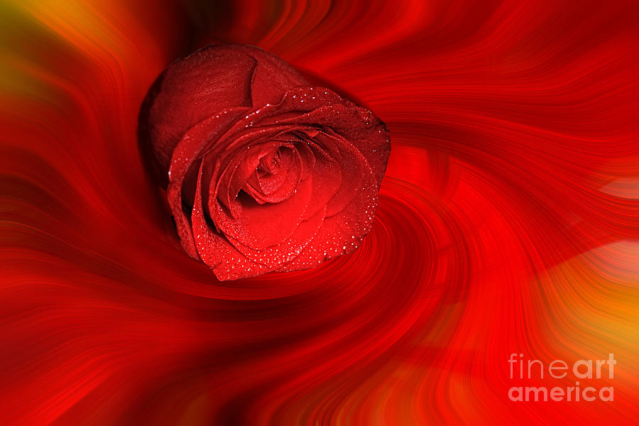 Swirling Rose Photograph