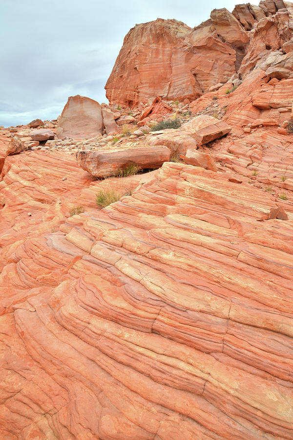Swirling Sandstone Color in Valley of Fire Photograph by Ray Mathis