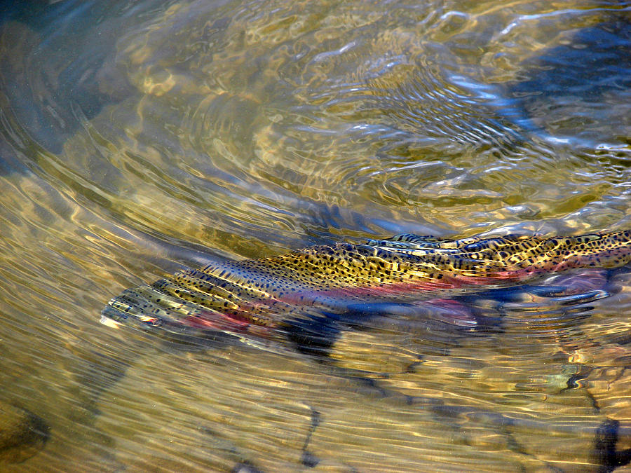 Swirling Waters Photograph by Phyllis Britton - Fine Art America