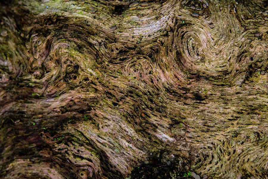Swirls and Patterns of Nature Photograph by Douglas Barnett