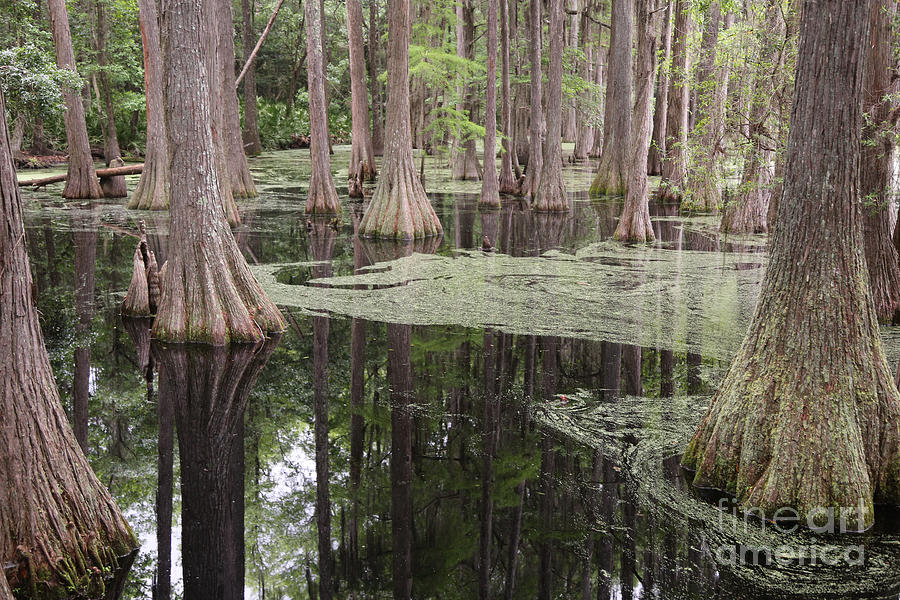 Tree Photograph - Swirls in the Swamp by Carol Groenen