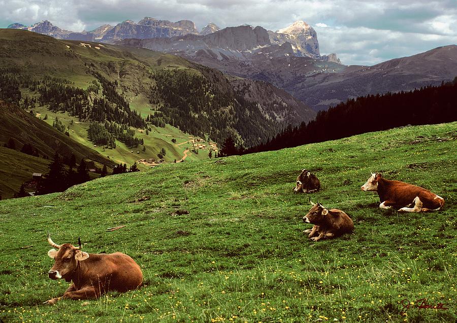 Swiss Cattle Photograph by Joe Bonita