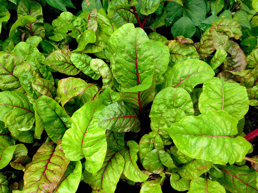 Leaves Painting - Swiss chard in a vegetable garden 4 by Jeelan Clark Leaves Painting - Swiss chard in a vegetable garden 4 by Jeelan Clark