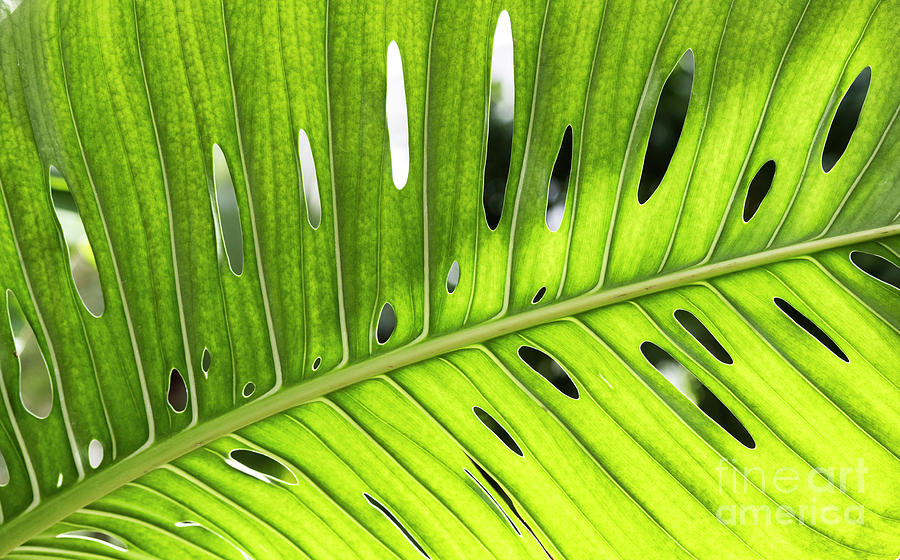 Nature Photograph - Swiss Cheese Plant by Tim Gainey