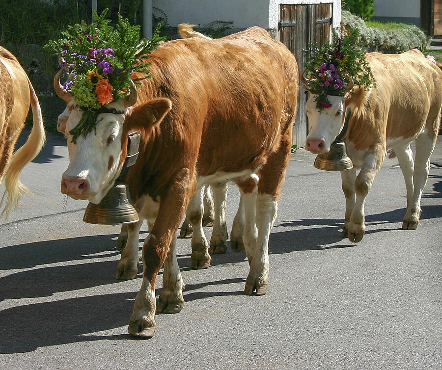 Swiss Cow Parade - Photograph by Julie Weber