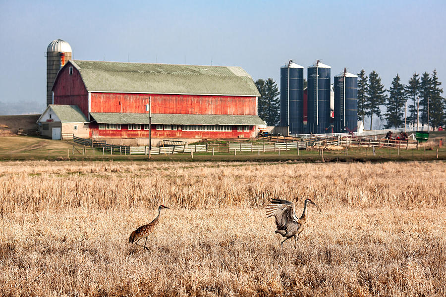 Swiss Cranes Photograph by Todd Klassy
