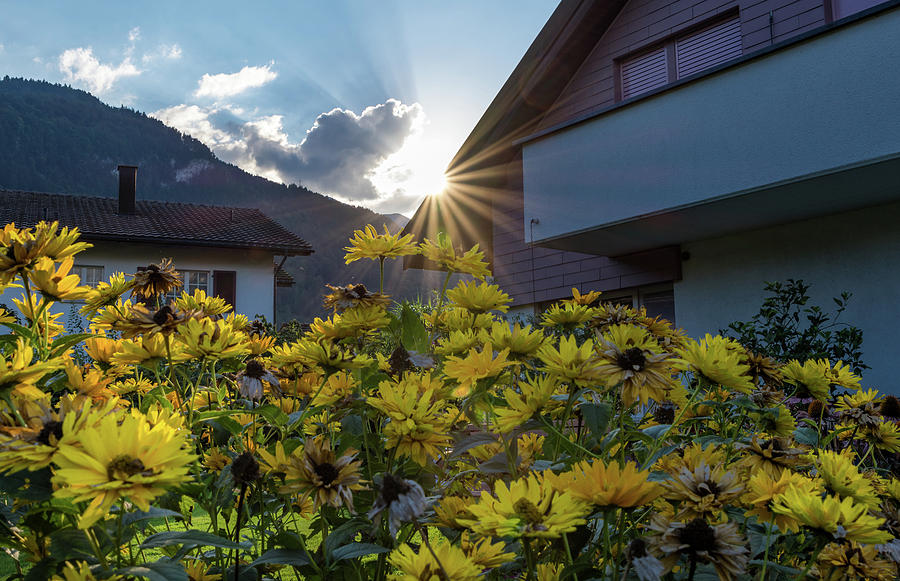 Flower Photograph - Swiss Sun Beam  by Noam Cohen