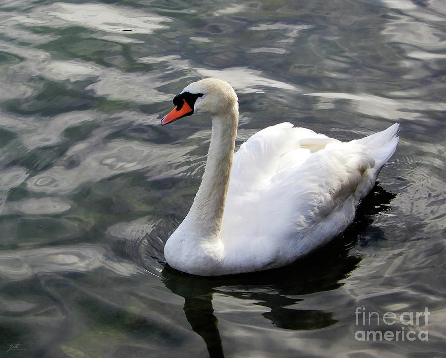 Swiss Swan Photograph by Suzette Kallen