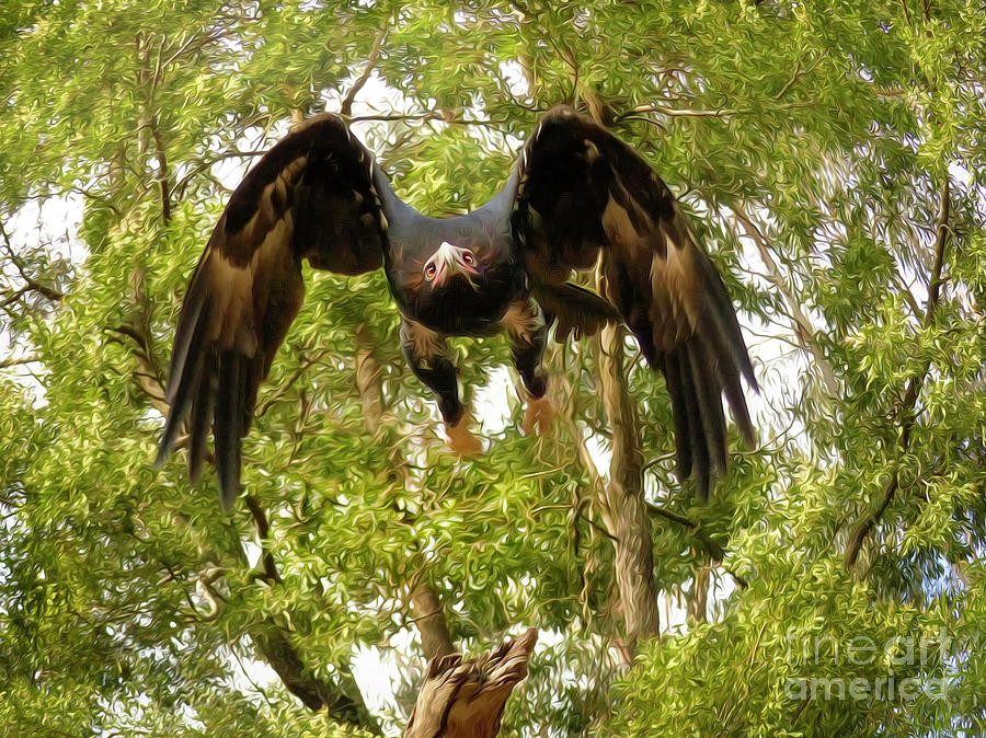 Wedge-tailed Eagle Photograph - Swoop by Teresa A and Preston S Cole Photography