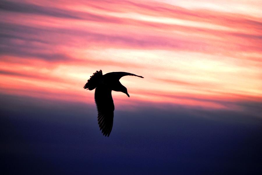 Sunset Photograph - Swooping Bird at Sunset by Matt Quest