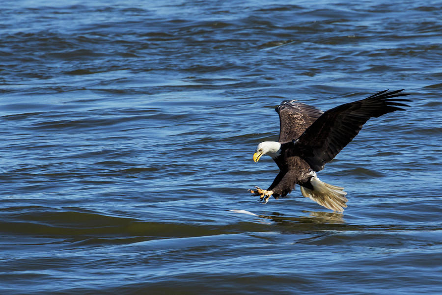 Swooping In- Bald Eagle in Flight Photograph by Elizabeth Eisen | Pixels