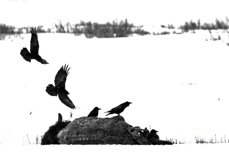 Swooping In On The Bison Carcass Black And White Photograph by Adam Jewell