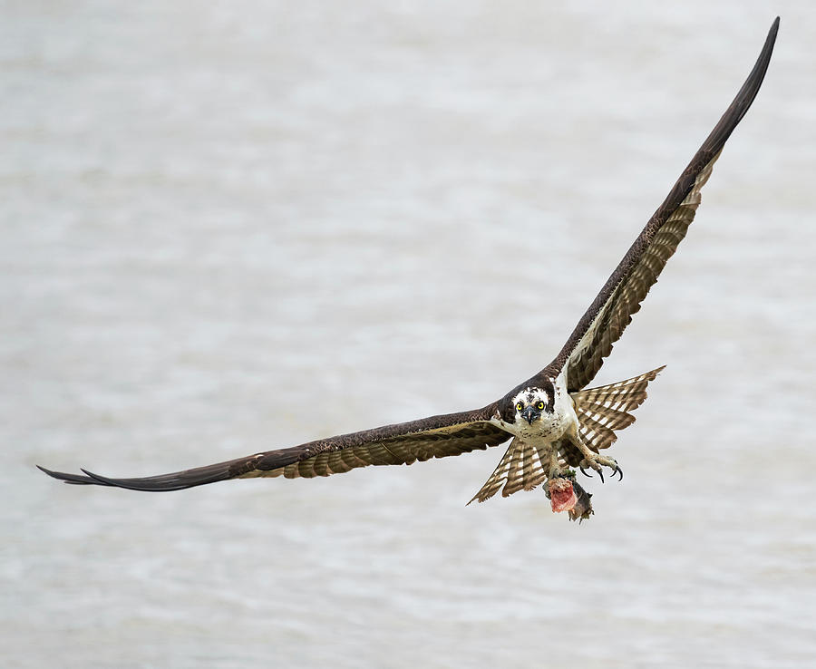 Swooping with Fish Photograph by Art Cole