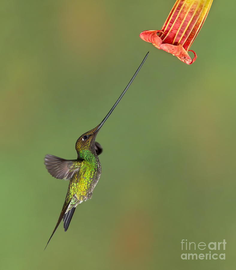 Sword-billed Hummingbird Photograph by Jerry Fornarotto