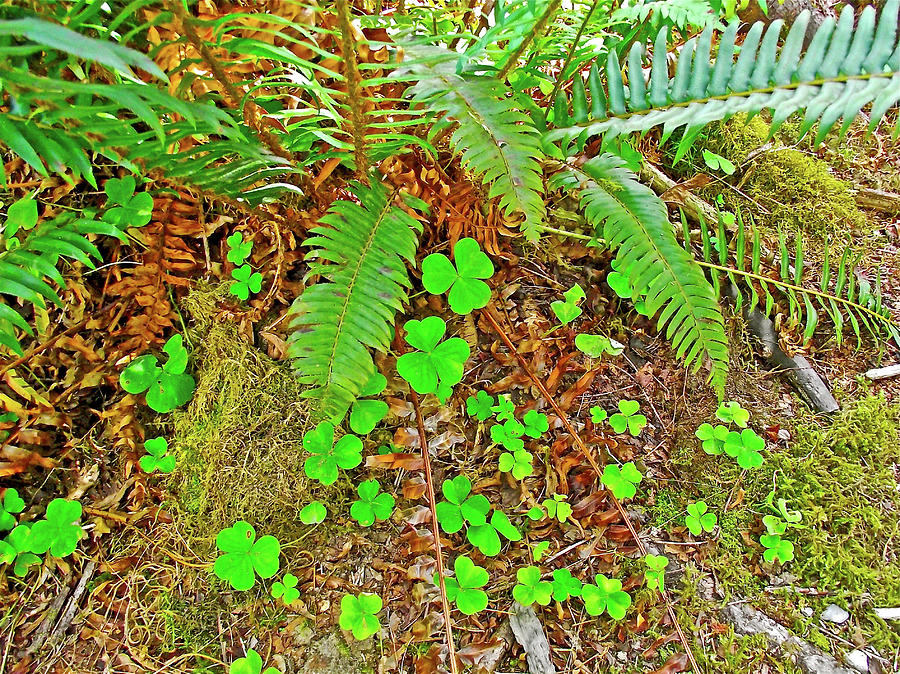 Sword Ferns and Clover Leaves in Hoh Rain Forest, Olympic National Park, Washington Photograph by Ruth Hager