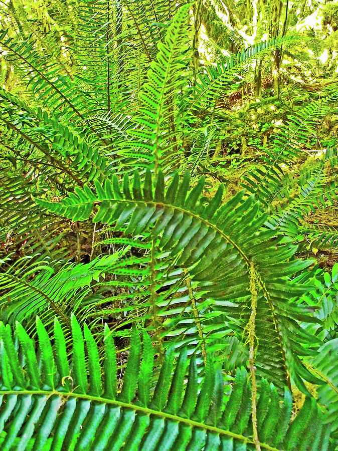 Sword Ferns in Hoh Rain Forest, Olympic National Park, Washington Photograph by Ruth Hager