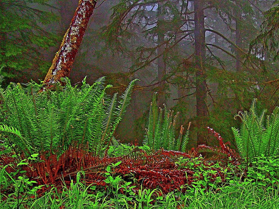 Sword Ferns in Ocean Mist on Clatsop Loop Trail in Ecola State Park, Oregon Photograph by Ruth Hager