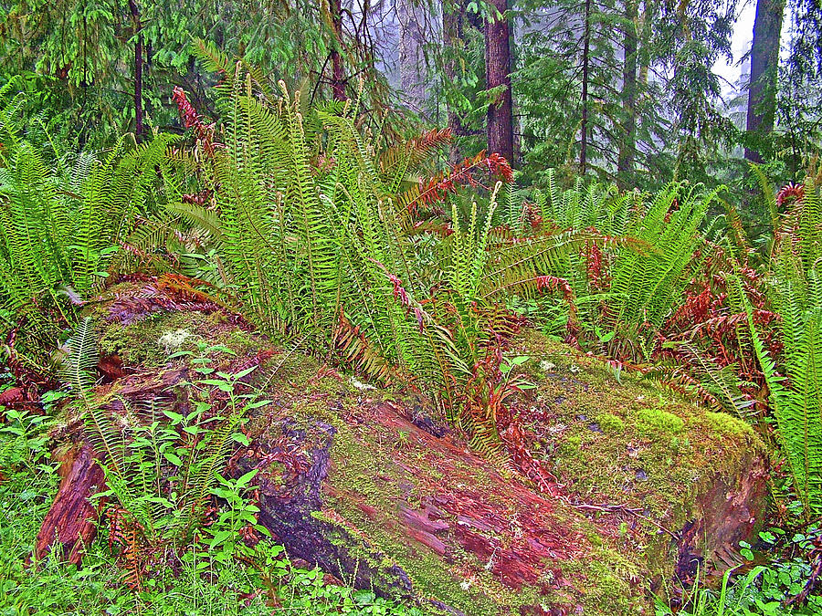 Sword Ferns on Clothespin Log on Clatsop Loop Trail in  Ecola State Park, Oregon Photograph by Ruth Hager