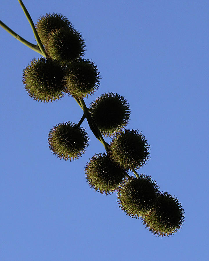 Sycamore Balls Photograph by Ernest Echols