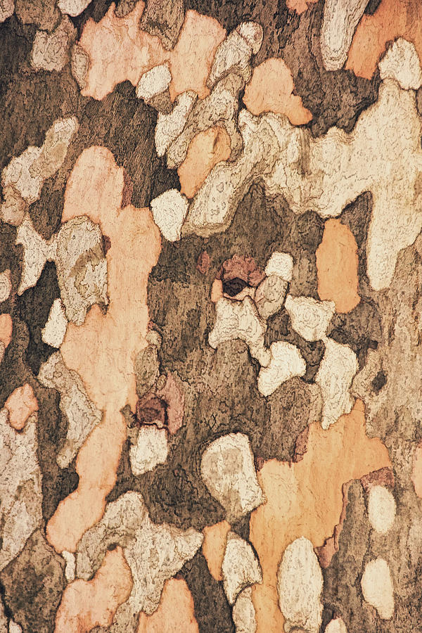 Sycamore Bark Tone Photograph by Theo OConnor