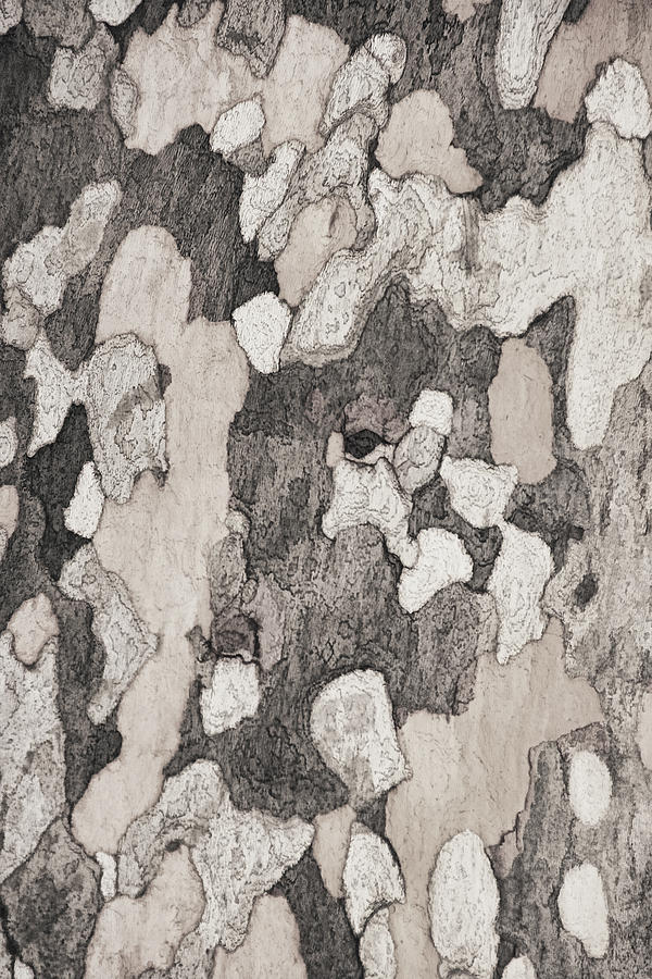 Sycamore Bark  Photograph by Theo OConnor