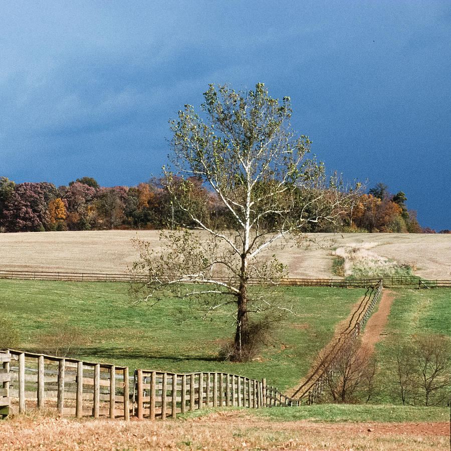 Sycamore, Bascule Farm, Poolesville, Maryland, Autumn, 2001 Photograph by James Oppenheim