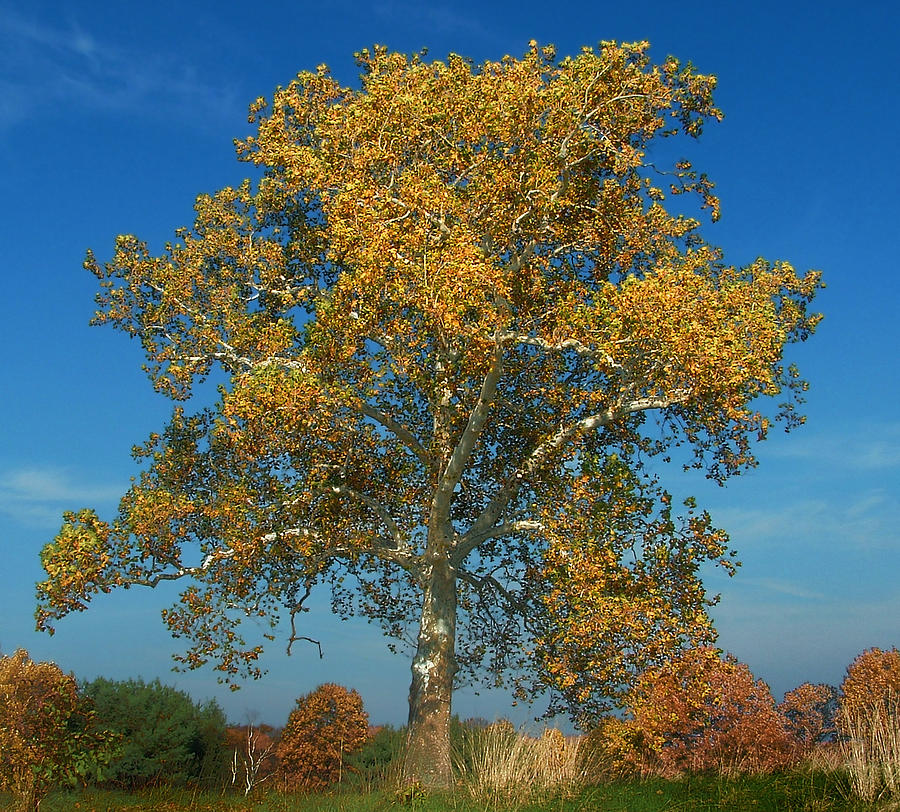Sycamore In Gold Photograph by Mark Fuller