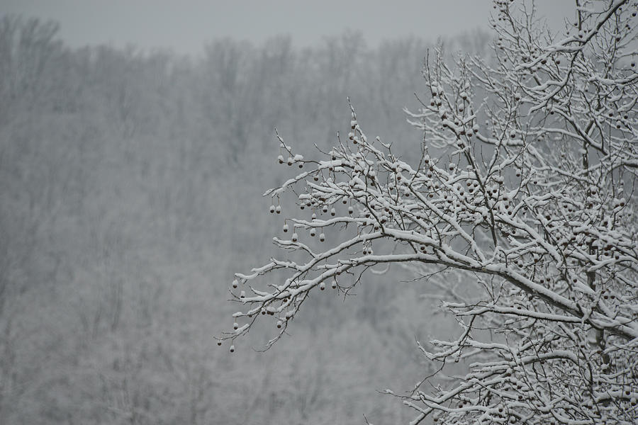 Sycamore in Snow Photograph by Dana Sohr