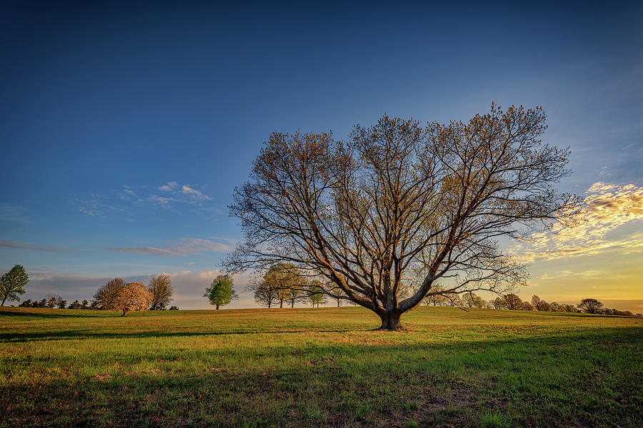 Spring Photograph - Sycamore in Valley Forge by Rick Berk