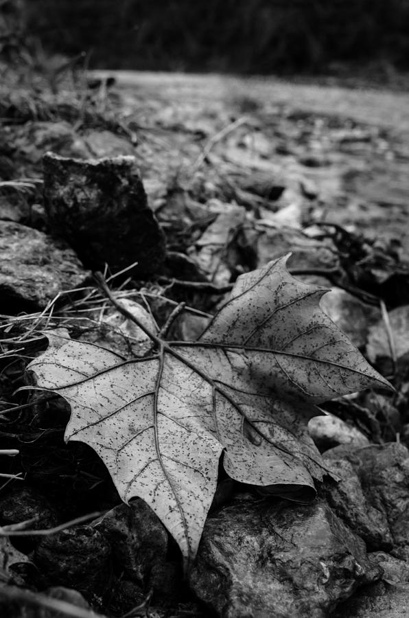 Sycamore Leaf Photograph by Jeff Phillippi