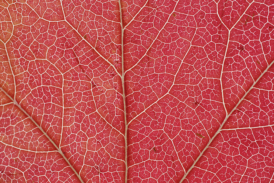 Sycamore Leaf Photograph by Julie Gordon - Pixels