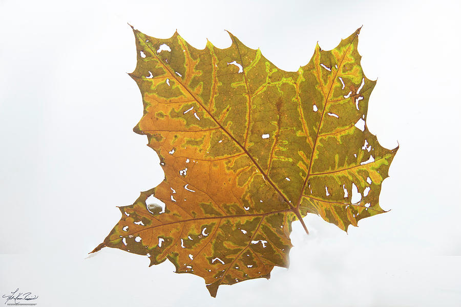 Fall Photograph - Sycamore Leaf by Phil And Karen Rispin