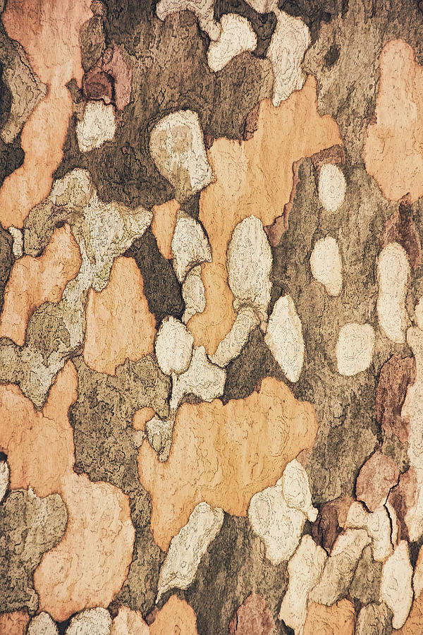 Bark of a Sycamore Tone Photograph by Theo OConnor