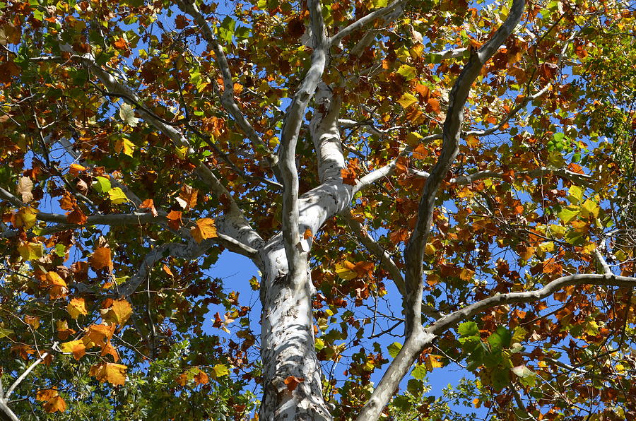 Sycamore Tree In Autumn Photograph by Stephanie Santos