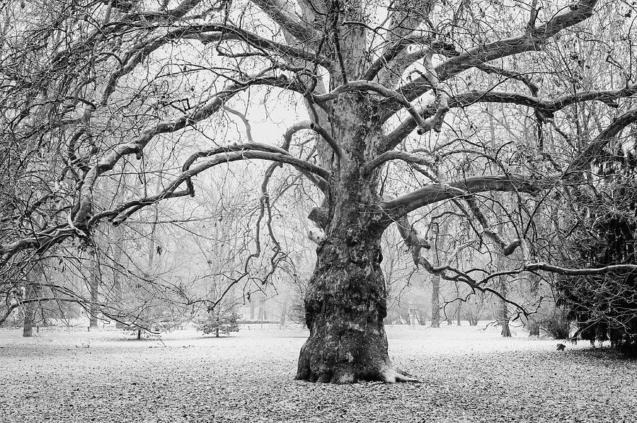Sycamore Tree in Early Winter Photograph by Jenny Rainbow