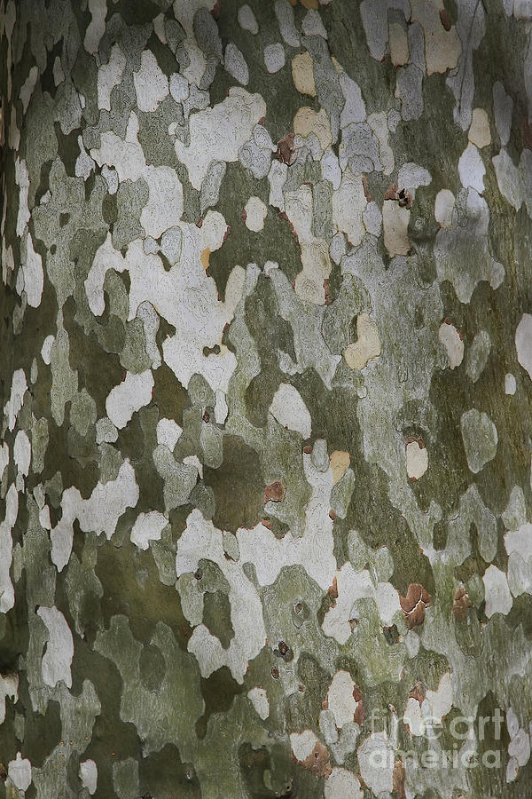 Sycamore Tree Natural Abstract Photograph by Teresa Zieba