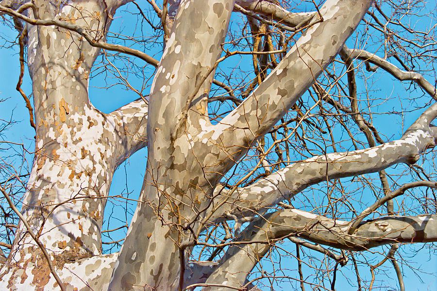 Sycamore Tree Photo Photograph by Peter J Sucy