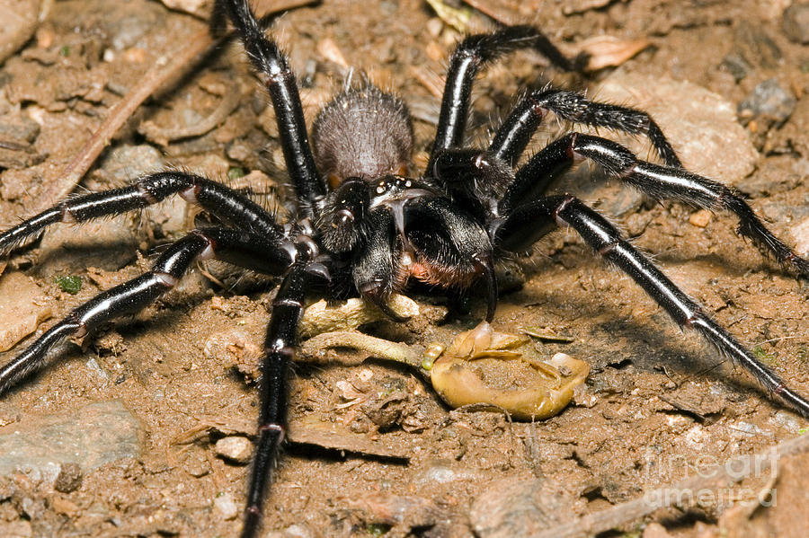 Spider Photograph - Sydney Funnel-web Spider by B. G. Thomson