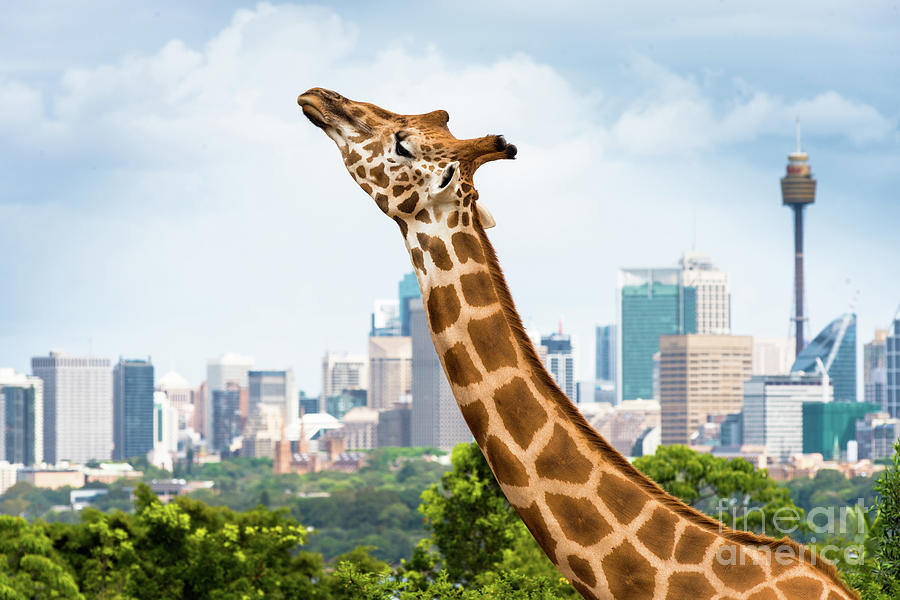 Sydney Giraffe Photograph by Andrew Michael