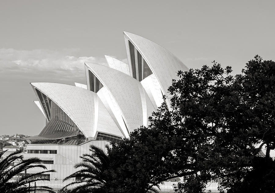 Shell Photograph - Sydney Opera House Black and White by Nicholas Blackwell