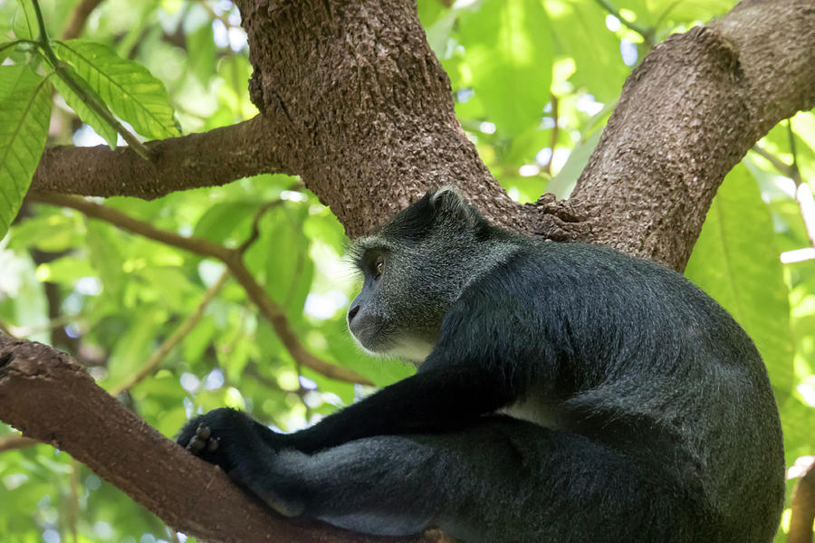 Sykes Monkey, Lake Manyara National Park, Tanzania Photograph by Karen Foley