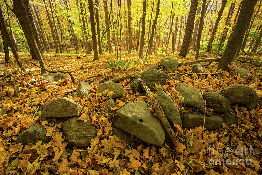 Sylvan Divine - New England Stone Wall and Woodlands Photograph by JG Coleman